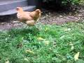 Chicken Running In Slow Motion