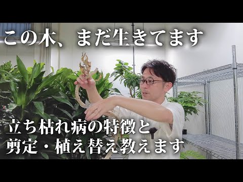 オリーブの木の病気をもっとよく知って、オリーブの木を守りましょう