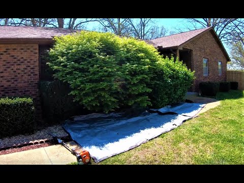 image-Can you cut a hedge down to the ground?