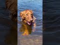 Ducktoller Loves Swimming More Than Walks Funnydogs Puppy Ducktoller Cutedogs Narvey