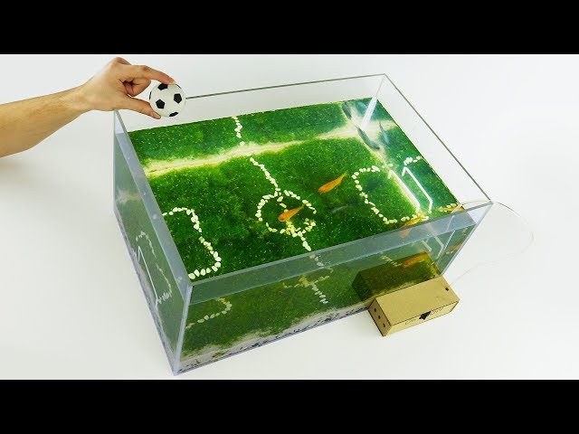 How to Make Unique Aquarium Football World Cup 2018 at Home