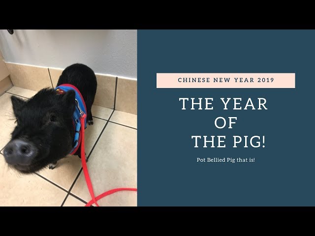 Chinese New Year Is The Year Of The Pig! Pot Bellied That Is!?!