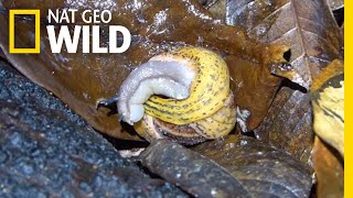 Snail Battles for Survival Against Flatworm | Nat Geo Wild Snail Battles for Survival Against Flatworm | Nat Geo Wild