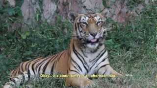 preview picture of video 'Tiger at Misaki Kouen Zoo, Osaka, Japan  みさき公園のトラのユメちゃん'