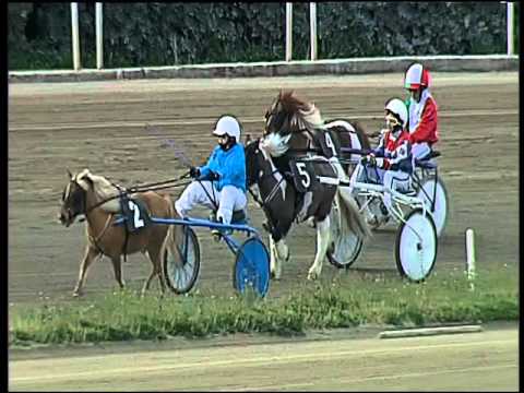 Trotto 07/02/2016 - Minitrotter