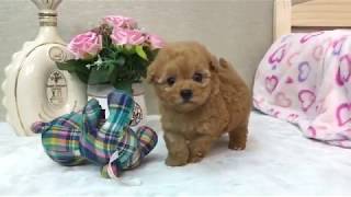 Video preview image #1 Poodle (Toy) Puppy For Sale in LOS ANGELES, CA, USA