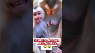 Download lagu Kelakuan monyet bikin ngakak 🤣🤣 #funny #monyet #ngakak #monyetgokil #lucu #videoshrots mp3