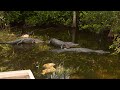 Local 10 Special Eco Hero Wild Florida