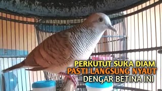 Download lagu Perkutut Betina memanggil jantan Suara bersahutan perkutut lokal gacor , Ampuh untuk PANCINGAN mp3