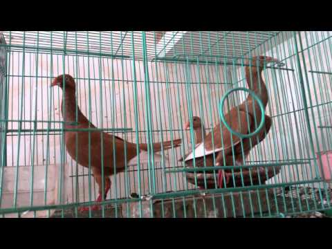 English Magpie pigeon origin description colors