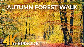 4K HDR Autumn Forest Walk in Connecticut - Scenic Fall Foliage & Relaxing Nature Sounds - Episode 1