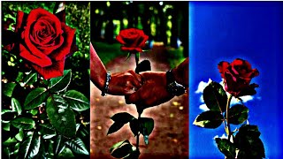 Rose day status || Rose day special status || rose day status 2023 #ytshorts #roseday #shortsfeed