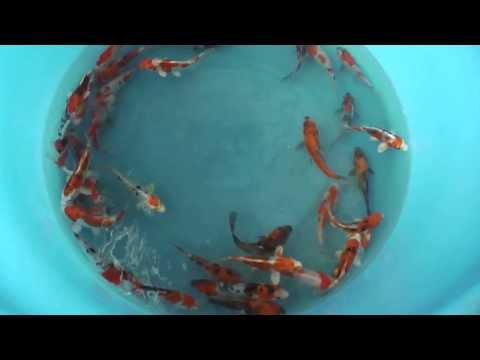 Yamazaki JP 1370 Tosai D:Yamato, Kikusui, D:Showa, D:Sanke, D:Kohaku 12-15 cm