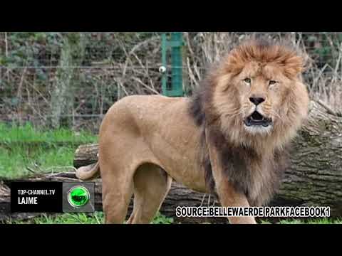 Top Channel/ Tmerrohet stafi i kopshtit belg, luani masakron luaneshën me të cilën duhet të çiftohej
