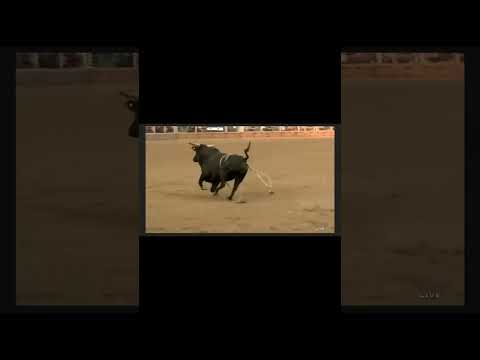 2023 Season 8902 Billy Boy Summit Pro Rodeo