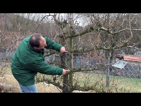 Schnittanleitung: Obst-Spalierbäume schneiden (Winterschnitt)