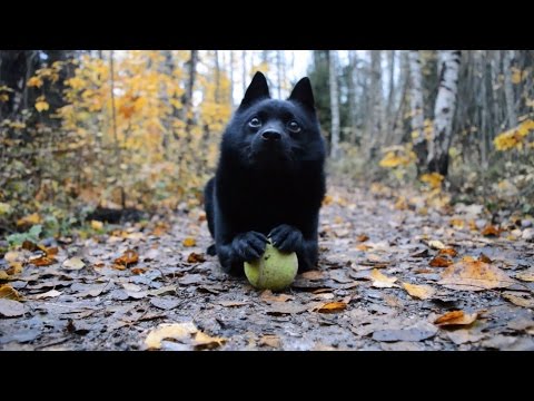 Jekku Schipperke's tricks part 1   Jekku-schipperken temppuja osa 1