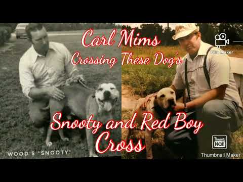 Breeding Colby's Dime and Tudor's Dibo "It's all in the Mix"#apbtlove#