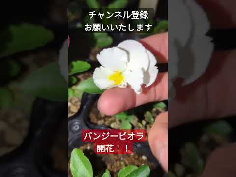 ディプラデニア肥料はいつ与えるのですか?この美しい植物の開花を促進するのに最適な肥料は何ですか?  庭園