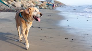This Might be Lilly's Last Beach Trip...