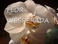 Flor Inesperada Bucaneve - Ramazzotti Eros