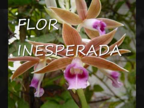Videoclip de Flor Inesperada — Eros Ramazzotti