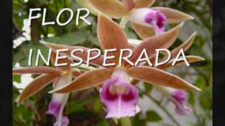 Flor Inesperada Lyrics English Translation