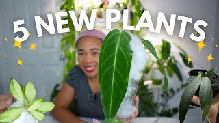 😅LAST PLANT SHOPPING HAUL OF 2024?🫣| Rare Anthurium, Hoya & Alocasia 🪴