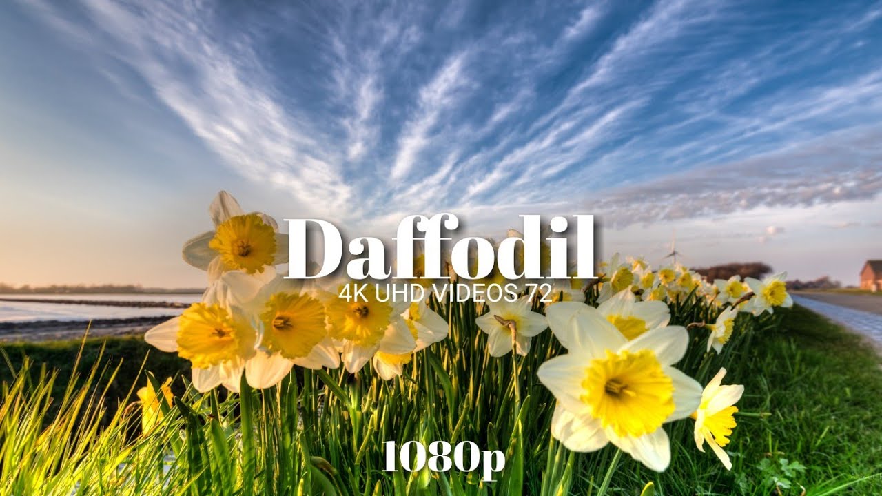 Daffodil FHD VIDEO 4K UHD VIDEOS 72