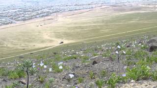 preview picture of video 'Desierto Florido, Antofagasta, Chile.'