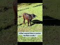 The Best Cow Afv Funny Cowvideos
