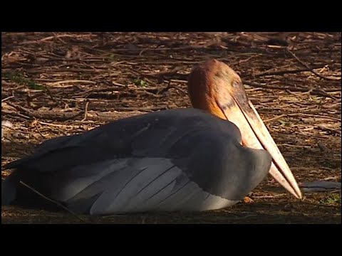 Bocian veľký indický (Leptoptilos dubius) — Greater Adjutant Stork v Assame