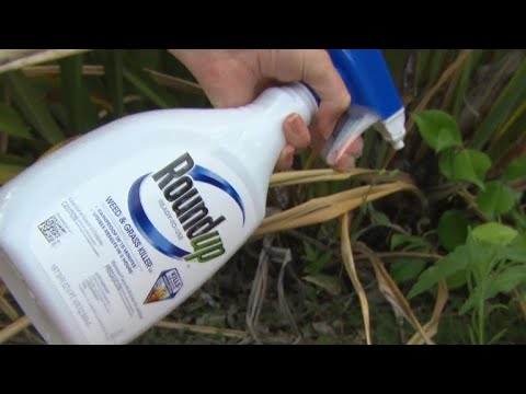 Monsanto's Roundup weed-killer court case gets underway