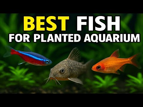 5 Best Fish for Planted Aquariums – Peaceful & Beautiful Choices