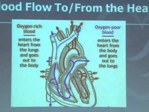 Heart Anatomy & Function