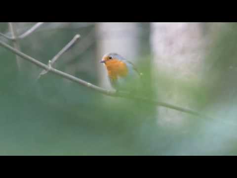 Rotkehlchen (Erithacus rubecula) Gesang