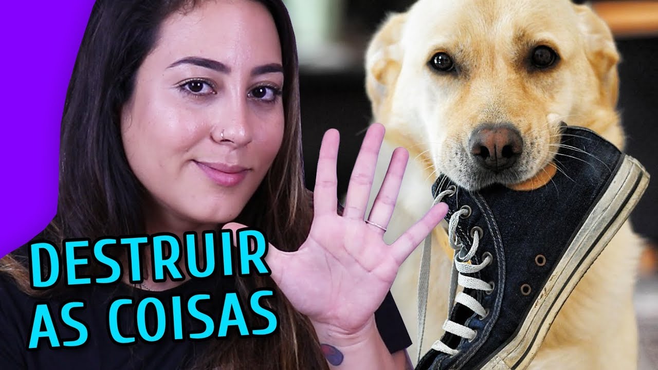 5 MOTIVOS PRO SEU CACHORRO DESTRUIR COISAS