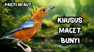 Download lagu HW ANIS MERAH | PASTI NYAUT !! PANCINGAN KHUSUS ANIS MACET BUNYI DIJAMIN BISA LANGSUNG NRAKTAK GACOR mp3