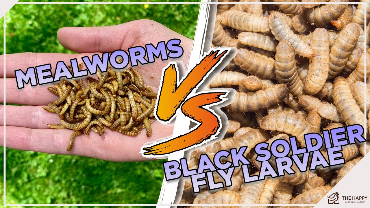What’s the difference between mealworms and fly larvae? More REF