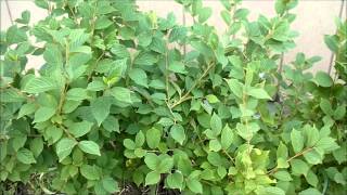 Nanking Cherry Bushes  -- love 'em!  July 2015