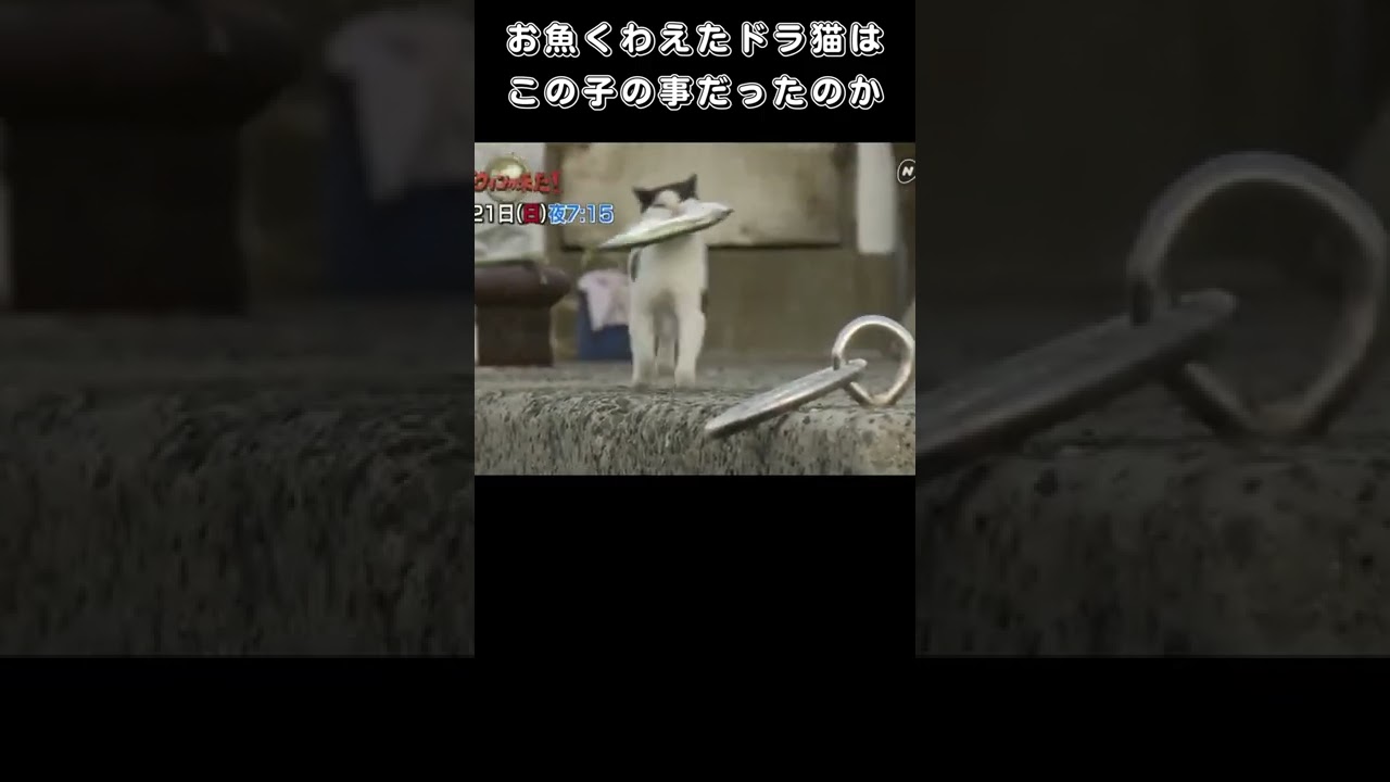 お魚くわえたドラ猫はこの子の事だったのか
