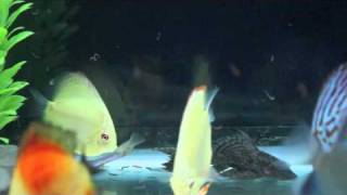 Aqua Buddha: discus fish and Led Zeppelin.