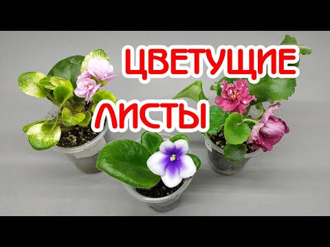 Удалять ли цветоносы?