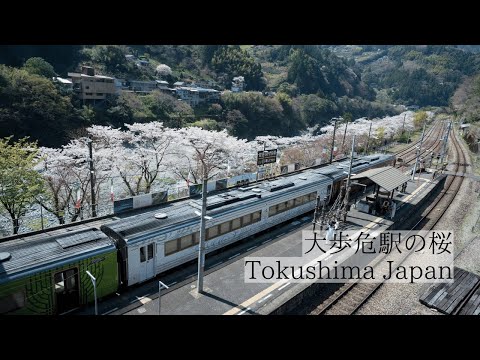 春彩る駅前の桜並木/大歩危駅　Oboke Station: Spring-colored cherry blossom trees in front of the station