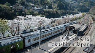 春彩る駅前の桜並木/大歩危駅　Oboke Station: Spring-colored cherry blossom trees in front of the station
