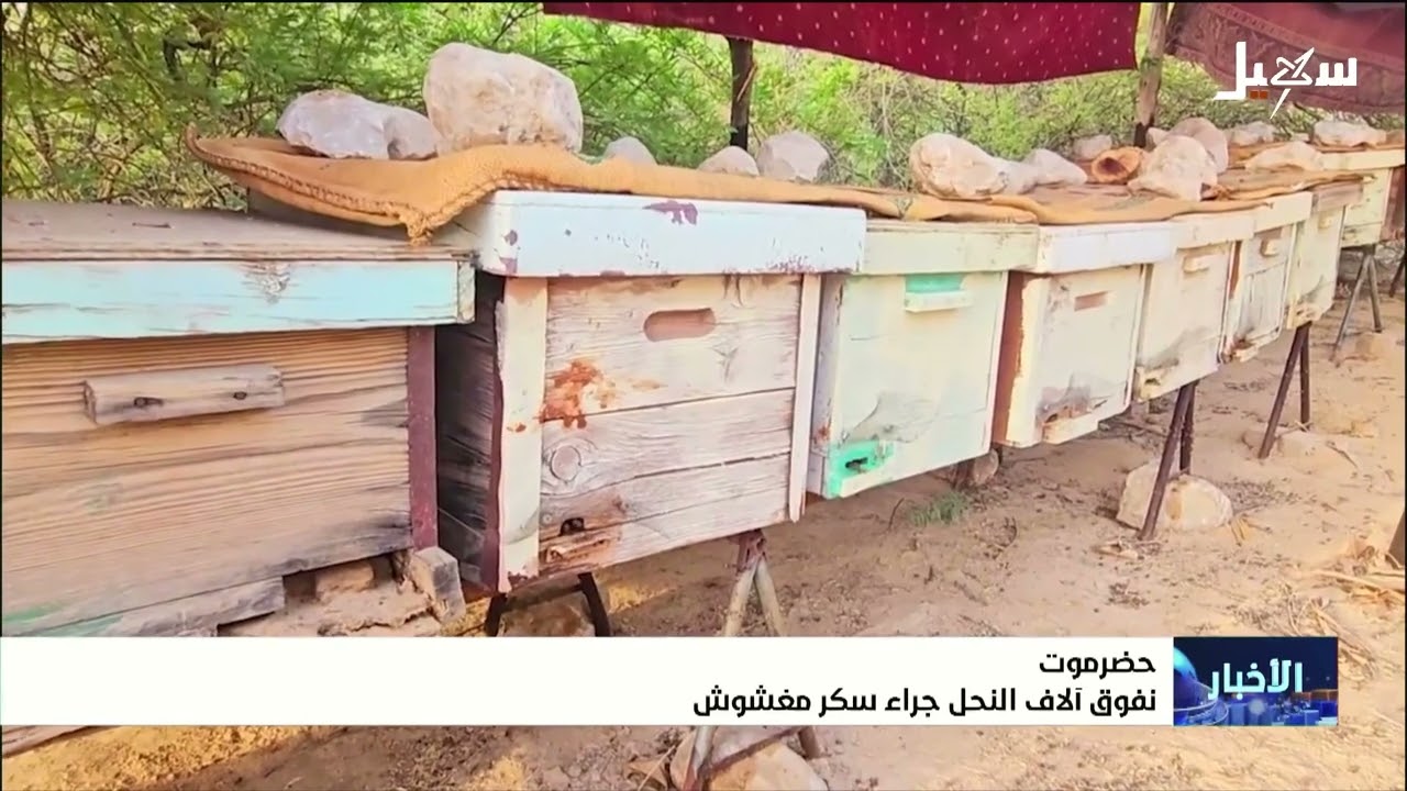 نفوق آلاف النحل جراء السكر المغشوش في حضرموت