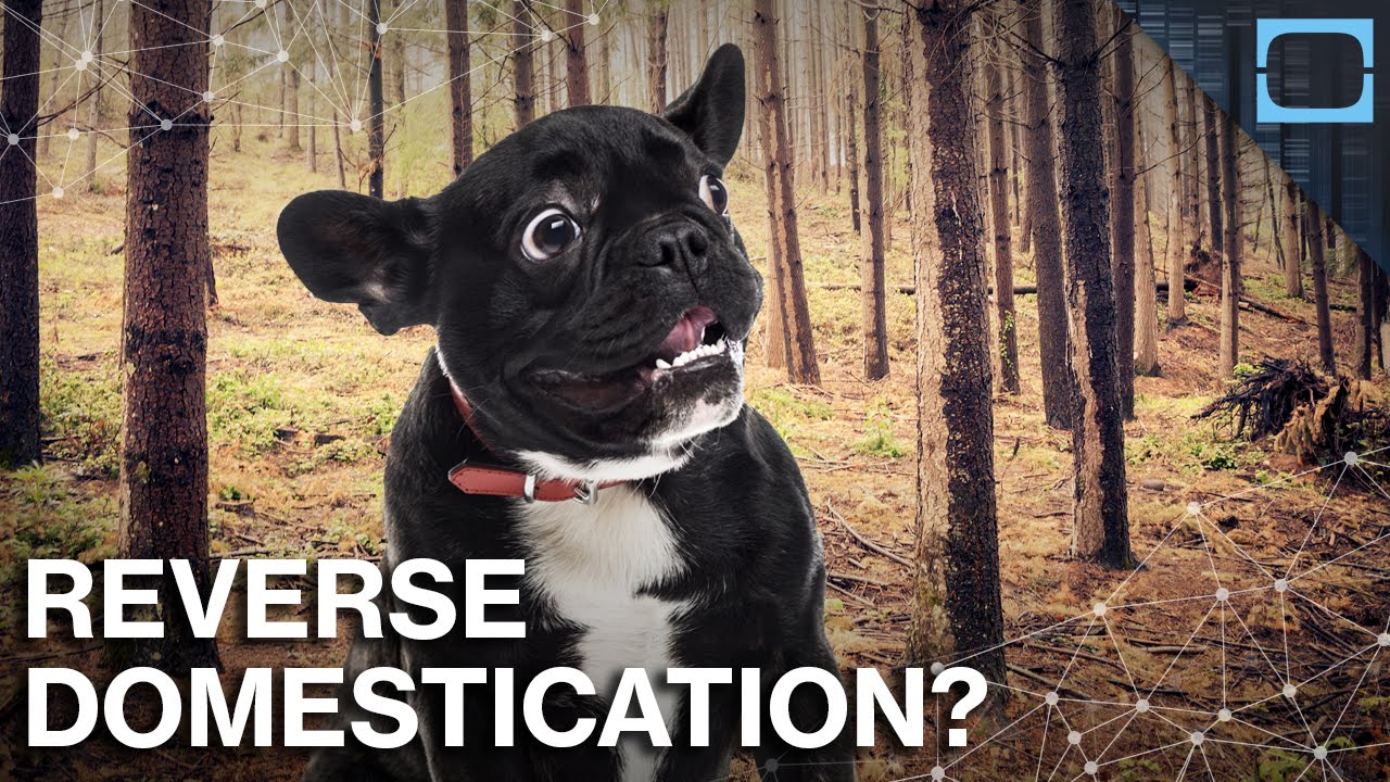 Would Your Pets Survive In The Wild?