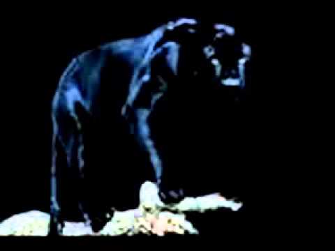 Silencieux illegalsen  freestyle