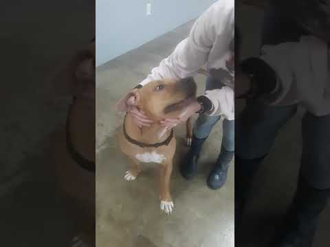 Tigger, an adoptable Pit Bull Terrier in Trenton, MO_image-1
