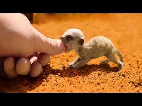 20 Small And Cute Exotic Animals You Can Own As Pets